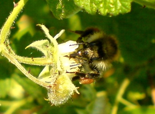 Blmchen und Bienchen
